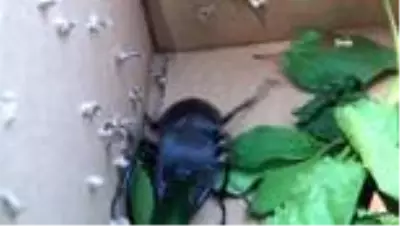 Nesli tükenmek üzere olan geyik böceği incelendikten sonra bölgeye bırakıldı Nesli tükenmek üzere olan geyik böceği incelendikten sonra bölgeye bırakıldı