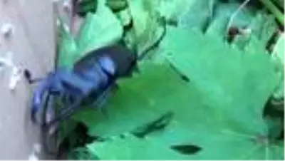 Nesli tükenmek üzere olan geyik böceği incelendikten sonra bölgeye bırakıldı Nesli tükenmek üzere olan geyik böceği incelendikten sonra bölgeye bırakıldı