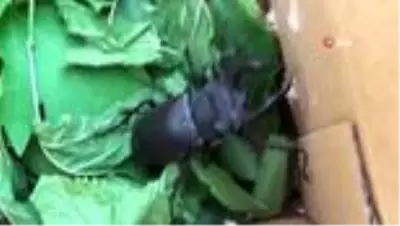 Nesli tükenmek üzere olan geyik böceği incelendikten sonra bölgeye bırakıldı Nesli tükenmek üzere olan geyik böceği incelendikten sonra bölgeye bırakıldı