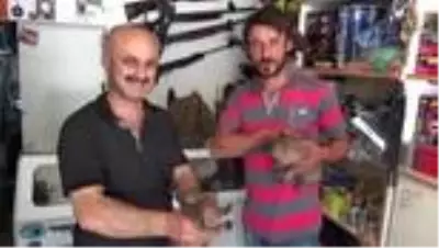 Yol kenarında bulunan iki kurt yavrusu koruma altına alındı