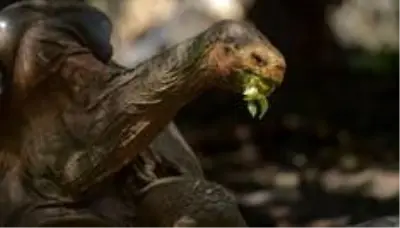 Yüksek libidosuyla neslini kurtaran 100 yaşındaki Galapagos kaplumbağası Diego, emekliye ayrıldı Yüksek libidosuyla neslini kurtaran 100 yaşındaki Galapagos kaplumbağası Diego, emekliye ayrıldı
