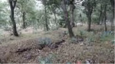 Yunanların 99 yıl önce yakarak katlettiği 83 Türkün mezar yerleri bulundu Yunanların 99 yıl önce yakarak katlettiği 83 Türkün mezar yerleri bulundu