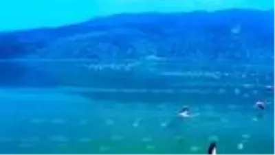 Acıgöl'de yaşayan binlerce flamingo izleyenleri büyüledi Acıgöl'de yaşayan binlerce flamingo izleyenleri büyüledi