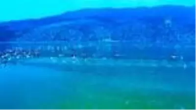 Acıgöl'de yaşayan binlerce flamingo izleyenleri büyüledi Acıgöl'de yaşayan binlerce flamingo izleyenleri büyüledi