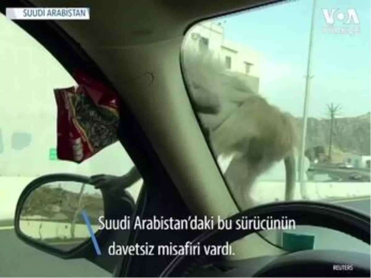 Babunların Suudi Arabistan'da Yiyecek Nöbeti