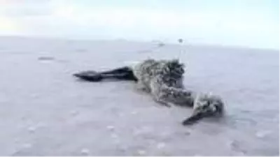Her yıl kuluçka için Türkiye'yi tercih eden allı turnalardan yüzlercesi telef oldu Her yıl kuluçka için Türkiye'yi tercih eden allı turnalardan yüzlercesi telef oldu