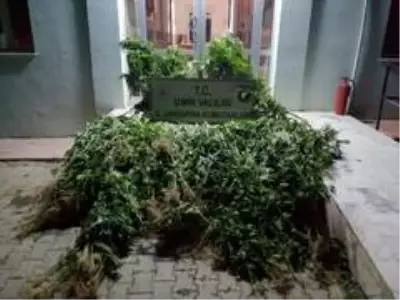 İzmir'in iki ilçesinde çok sayıda Hint keneviri ele geçirildi İzmir'in iki ilçesinde çok sayıda Hint keneviri ele geçirildi