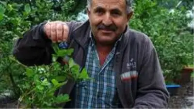 Bursa'da yaban mersini yetiştiren çiftçi, ürünlerini kilosu 50 liradan dalında satıyor Bursa'da yaban mersini yetiştiren çiftçi, ürünlerini kilosu 50 liradan dalında satıyor