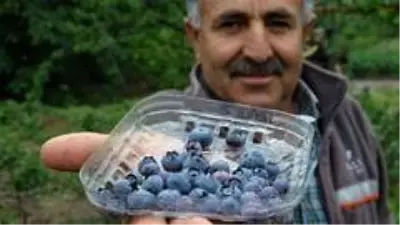 Bursa'da yaban mersini yetiştiren çiftçi, ürünlerini kilosu 50 liradan dalında satıyor Bursa'da yaban mersini yetiştiren çiftçi, ürünlerini kilosu 50 liradan dalında satıyor