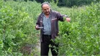 Bursa'da yaban mersini yetiştiren çiftçi, ürünlerini kilosu 50 liradan dalında satıyor Bursa'da yaban mersini yetiştiren çiftçi, ürünlerini kilosu 50 liradan dalında satıyor