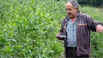 Bursa'da yaban mersini yetiştiren çiftçi, ürünlerini kilosu 50 liradan dalında satıyor Bursa'da yaban mersini yetiştiren çiftçi, ürünlerini kilosu 50 liradan dalında satıyor