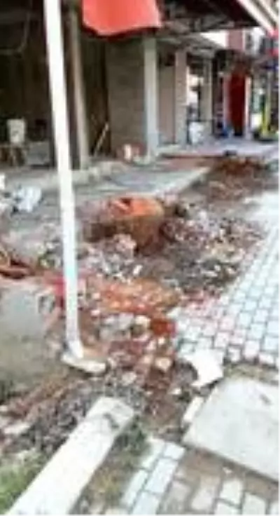 Yalova'da ağaç katliamı