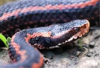 Yılanların son dönemde sıkça görülmesinin sebebini açıklandı Yılanların son dönemde sıkça görülmesinin sebebini açıklandı