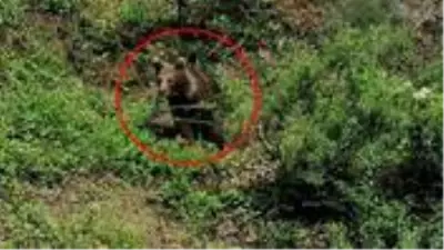 Yolda gördüğü ayıyı öpücükle çağıran vatandaş karşılık bulamadı Yolda gördüğü ayıyı öpücükle çağıran vatandaş karşılık bulamadı