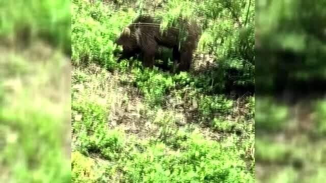 Yolda gördüğü ayıyı öpücükle çağırdı Yolda gördüğü ayıyı öpücükle çağırdı