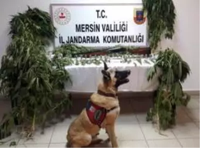 Evin içinde esrar üretimi jandarmaya takıldı
