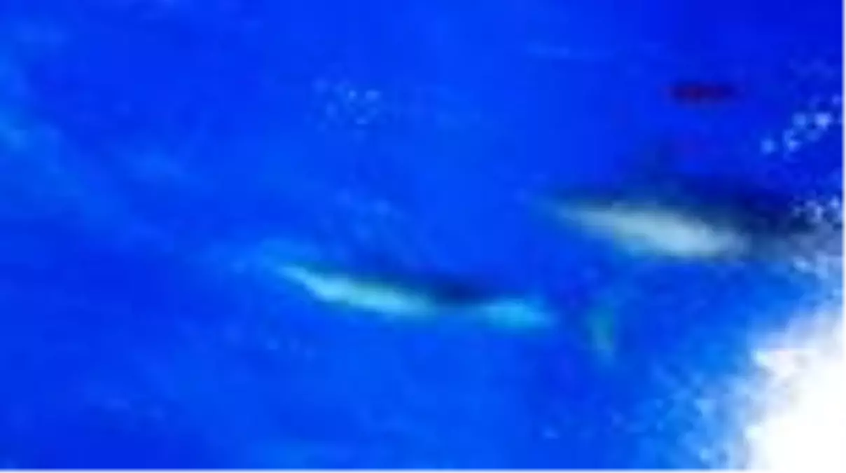 HATAY Samandağ'da yunuslar görsel şölen oluşturdu