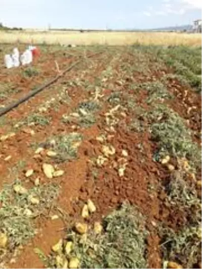 KKTC'de patates verimi GÜBRETAŞ'la ikiye katlandı