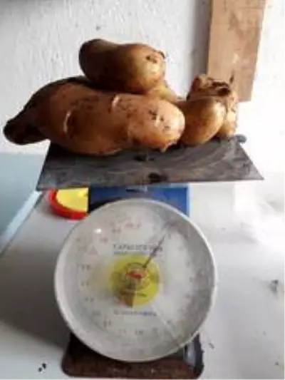 KKTC'de patates verimi GÜBRETAŞ'la ikiye katlandı