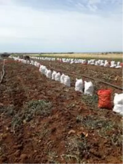 KKTC'de patates verimi GÜBRETAŞ'la ikiye katlandı