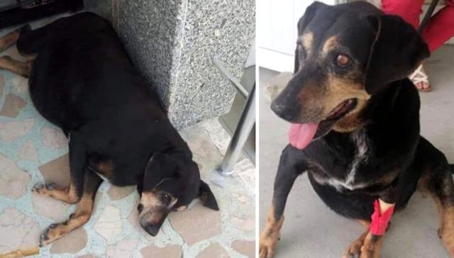 Köpeğe 1 ay boyunca işkence ve tecavüz eden sapık, 600 lira cezayla yakayı kurtardı