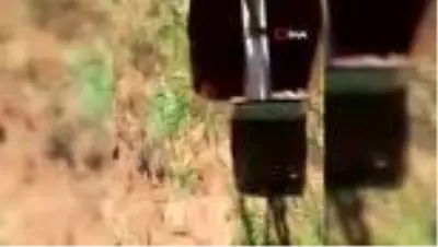 Mezrada görülen yılanlar korkuttu Mezrada görülen yılanlar korkuttu