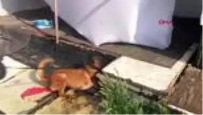 Narkotik köpeği ’Kiraz’, su saati kutusu içinde uyuşturucu buldu