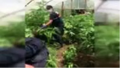 Serada ailecek kenevir yetiştiren aileye jandarmadan operasyon Serada ailecek kenevir yetiştiren aileye jandarmadan operasyon