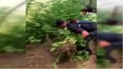 Serada ailecek kenevir yetiştiren aileye jandarmadan operasyon Serada ailecek kenevir yetiştiren aileye jandarmadan operasyon