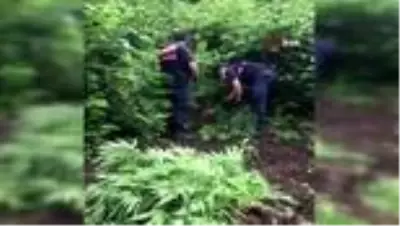 Serada ailecek kenevir yetiştiren aileye jandarmadan operasyon Serada ailecek kenevir yetiştiren aileye jandarmadan operasyon