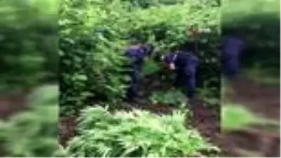 Serada ailecek kenevir yetiştiren aileye jandarmadan operasyon Serada ailecek kenevir yetiştiren aileye jandarmadan operasyon