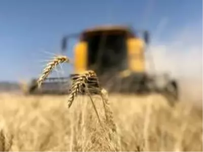 TMO'nun buğday müdahale alım fiyatı çiftçinin yüzünü güldürdü
