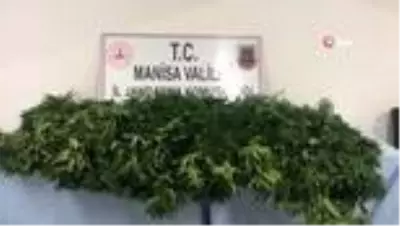 Traktörle kenevirleri sularken yakalandı Traktörle kenevirleri sularken yakalandı
