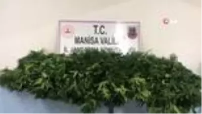 Traktörle kenevirleri sularken yakalandı