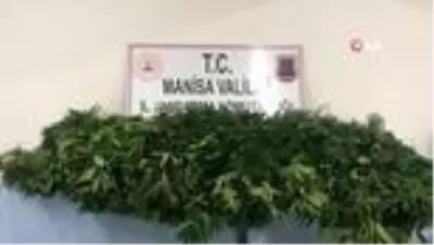 Traktörle kenevirleri sularken yakalandı
