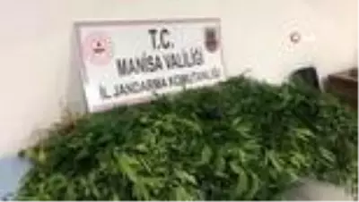 Traktörle kenevirleri sularken yakalandı
