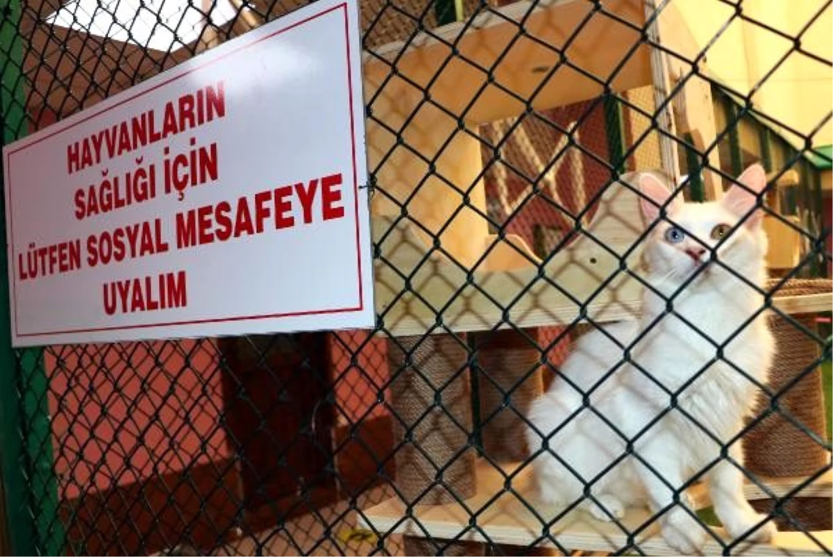 Van Kedi Villası, yeni kurallarla ziyarete açıldı Haberler