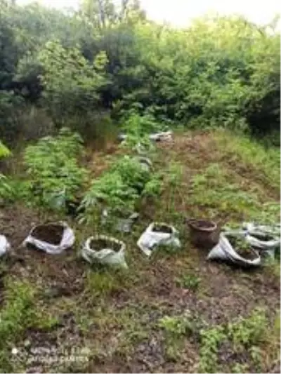 Biga'da yasa dışı kenevir operasyonu Biga'da yasa dışı kenevir operasyonu