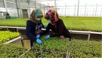 Bu vadide yerli tıbbi ve aromatik bitki fidesi üretiliyor Bu vadide yerli tıbbi ve aromatik bitki fidesi üretiliyor