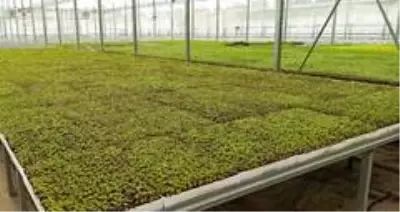 Bu vadide yerli tıbbi ve aromatik bitki fidesi üretiliyor Bu vadide yerli tıbbi ve aromatik bitki fidesi üretiliyor
