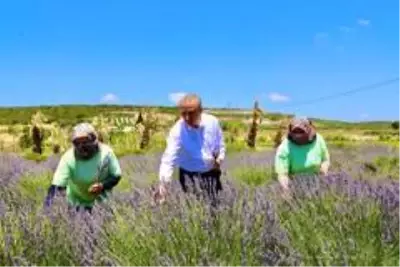 Son dakika haber! Didim Belediyesi, kurduğu sera ile üretime katkı sunuyor Son dakika haber! Didim Belediyesi, kurduğu sera ile üretime katkı sunuyor