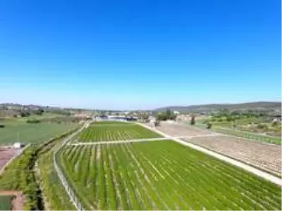 Son dakika haber! Didim Belediyesi, kurduğu sera ile üretime katkı sunuyor Son dakika haber! Didim Belediyesi, kurduğu sera ile üretime katkı sunuyor