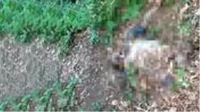 Ev arkadaşını intihara yönlendirip, cansız bedenini gizlemekten tutuklandı Ev arkadaşını intihara yönlendirip, cansız bedenini gizlemekten tutuklandı