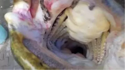 Görenler şok oldu! Dev yayın balığı 10 kişi tarafından çekildi Görenler şok oldu! Dev yayın balığı 10 kişi tarafından çekildi