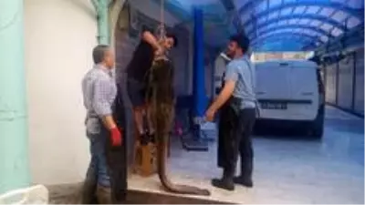 Görenler şok oldu! Dev yayın balığı 10 kişi tarafından çekildi Görenler şok oldu! Dev yayın balığı 10 kişi tarafından çekildi