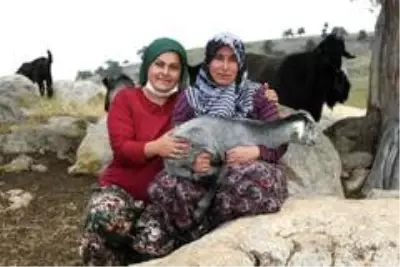 Konyaaltı'nda hayvan yetiştiricilerini sevindiren hibe Konyaaltı'nda hayvan yetiştiricilerini sevindiren hibe