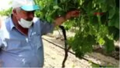 MANİSA Yanlış bakım ve sam rüzgarı Alaşehir'de üzüm bağlarını vurdu MANİSA Yanlış bakım ve sam rüzgarı Alaşehir'de üzüm bağlarını vurdu