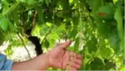 MANİSA Yanlış bakım ve sam rüzgarı Alaşehir'de üzüm bağlarını vurdu MANİSA Yanlış bakım ve sam rüzgarı Alaşehir'de üzüm bağlarını vurdu
