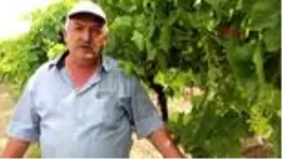 MANİSA Yanlış bakım ve sam rüzgarı Alaşehir'de üzüm bağlarını vurdu MANİSA Yanlış bakım ve sam rüzgarı Alaşehir'de üzüm bağlarını vurdu