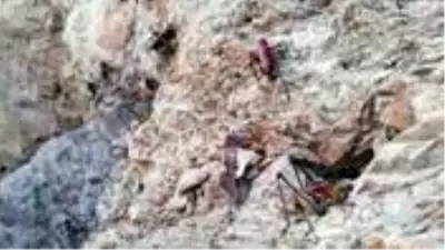 Hakkari'de görülen çekirgeler hem etçil hem de otçul olmasıyla korkutuyor Hakkari'de görülen çekirgeler hem etçil hem de otçul olmasıyla korkutuyor